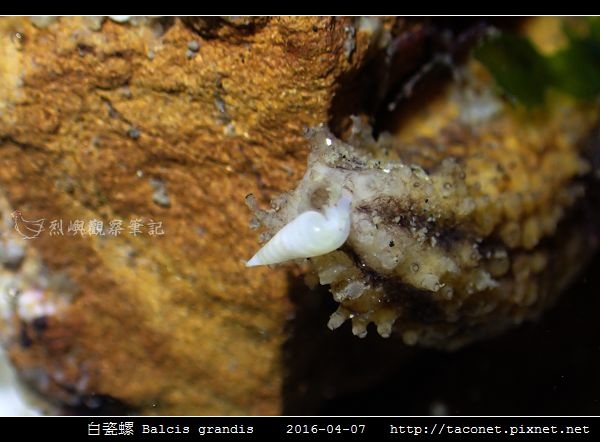 白瓷螺 Balcis grandis_01.jpg