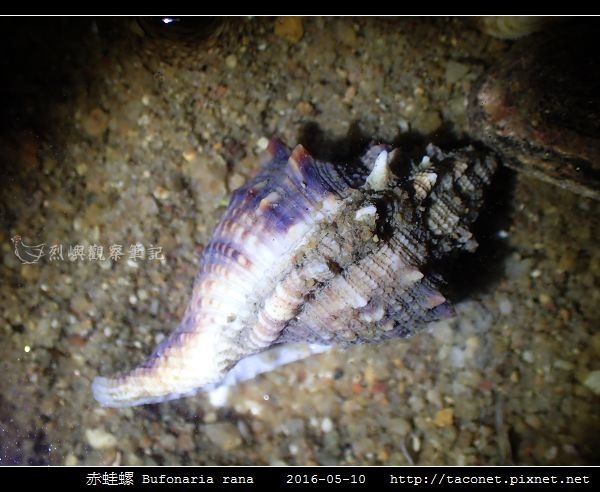 赤蛙螺 Bufonaria rana_07.jpg