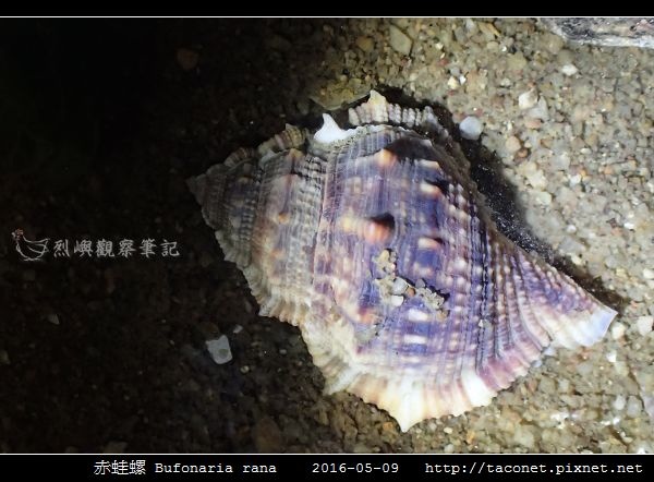 赤蛙螺 Bufonaria rana_01.jpg