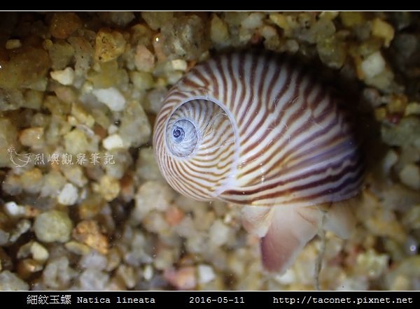 細紋玉螺 Natica lineata_06.jpg