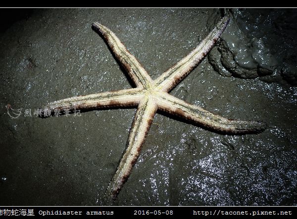 飾物蛇海星 Ophidiaster armatus_05.jpg