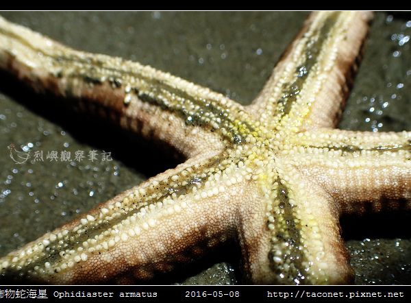 飾物蛇海星 Ophidiaster armatus_04.jpg