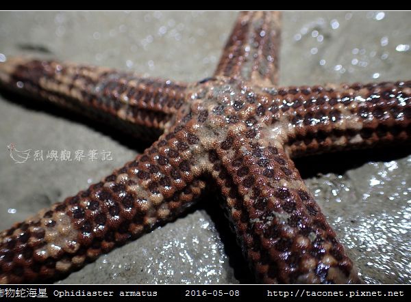 飾物蛇海星 Ophidiaster armatus_03.jpg