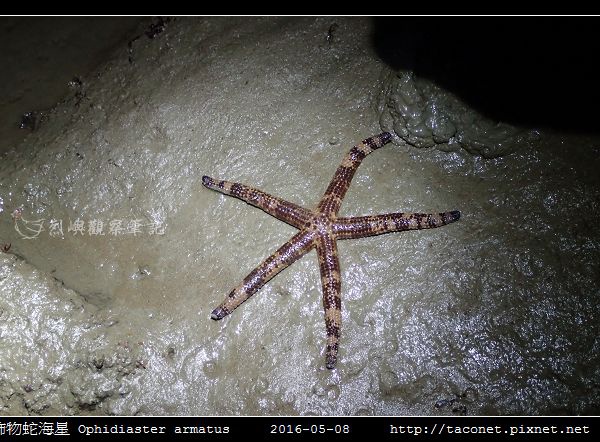 飾物蛇海星 Ophidiaster armatus_01.jpg