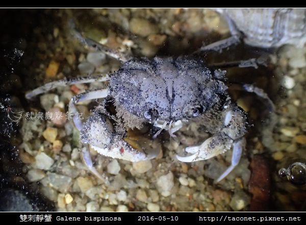 雙刺靜蟹 Galene bispinosa_02.jpg