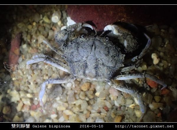 雙刺靜蟹 Galene bispinosa_01.jpg