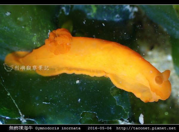 無飾祼海牛 Gymnodoris inornata_15.jpg