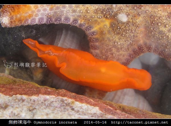 無飾祼海牛 Gymnodoris inornata_05.jpg