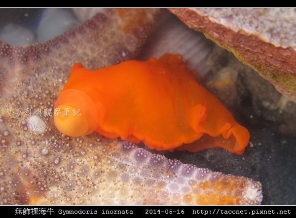 無飾祼海牛 Gymnodoris inornata_03.jpg