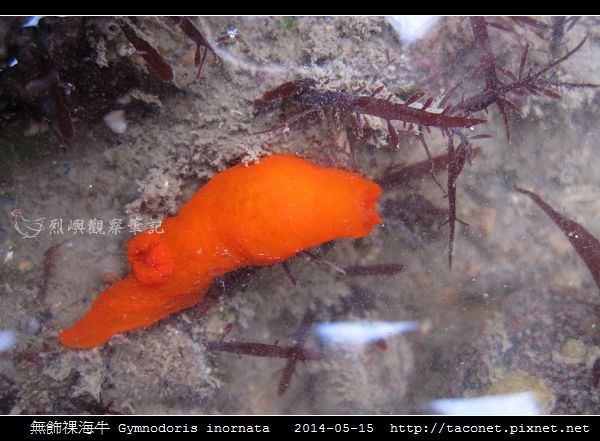 無飾祼海牛 Gymnodoris inornata_02.jpg