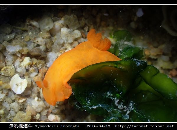 無飾祼海牛 Gymnodoris inornata_10.jpg