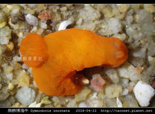 無飾祼海牛 Gymnodoris inornata_06.jpg