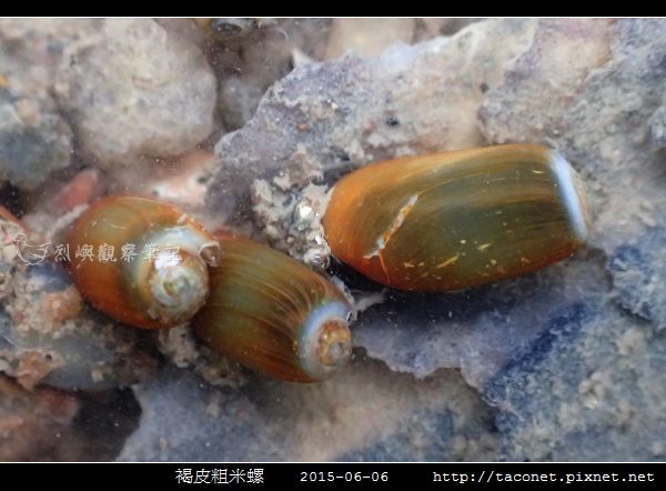 褐皮粗米螺_06.jpg