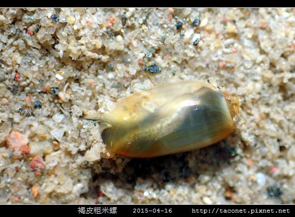 褐皮粗米螺_01.jpg
