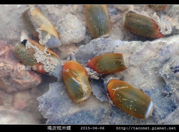 褐皮粗米螺_05.jpg