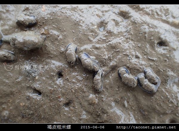 褐皮粗米螺_04.jpg