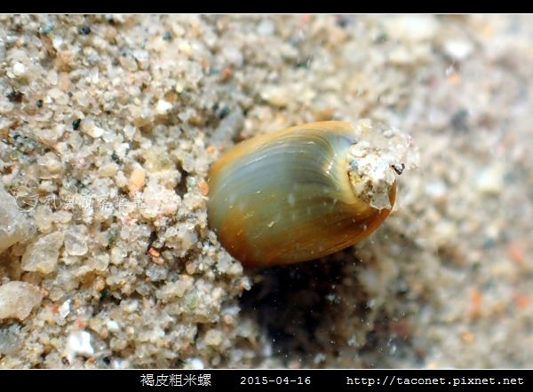 褐皮粗米螺_02.jpg