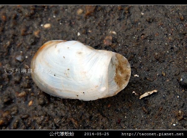 公代薄殼蛤_02.jpg