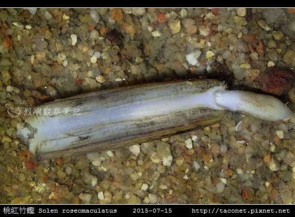 桃紅竹蟶 Solen roseomaculatus_05.jpg