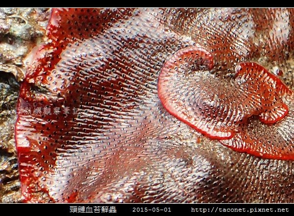 頸鏈血苔蘚蟲_08.jpg