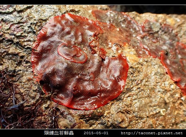 頸鏈血苔蘚蟲_07.jpg