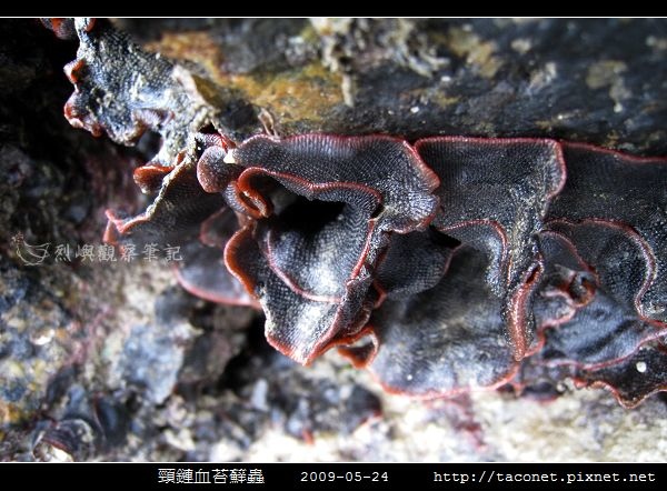 頸鏈血苔蘚蟲_05.jpg
