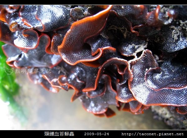 頸鏈血苔蘚蟲_04.jpg