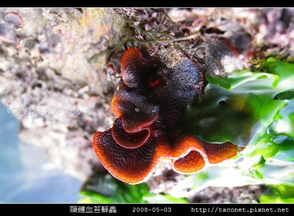 頸鏈血苔蘚蟲_02.jpg