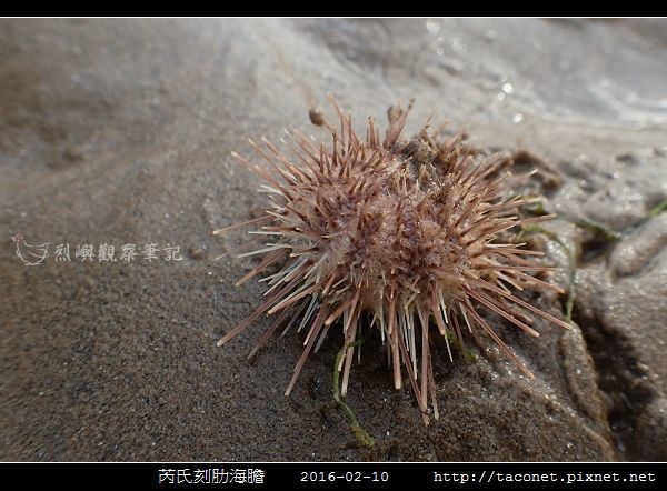 芮氏刻肋海膽 Temnopleurus reevesii_01.jpg