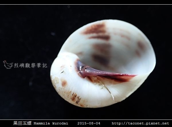 黑田玉螺 Mammila kurodai_11.jpg