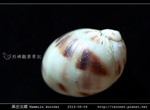 黑田玉螺 Mammila kurodai_10.jpg