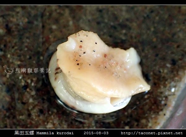 黑田玉螺 Mammila kurodai_09.jpg