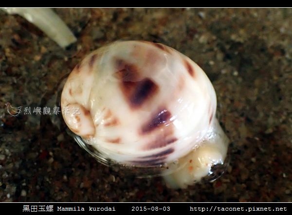 黑田玉螺 Mammila kurodai_08.jpg
