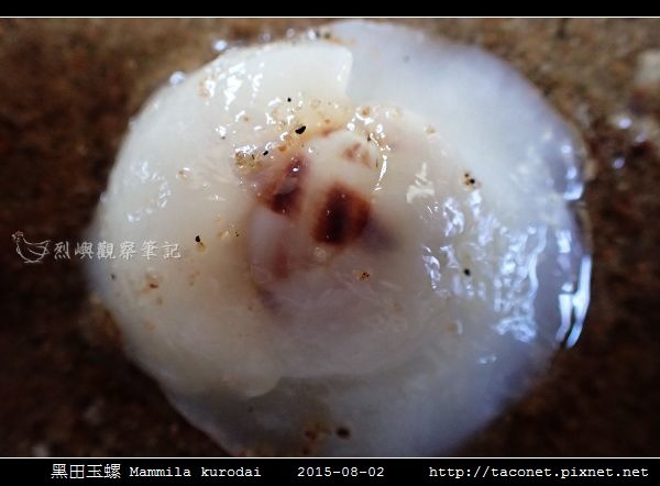 黑田玉螺 Mammila kurodai_05.jpg
