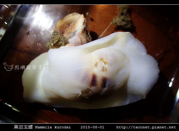 黑田玉螺 Mammila kurodai_04.jpg