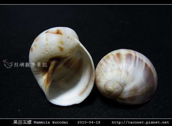 黑田玉螺 Mammila kurodai_03.jpg