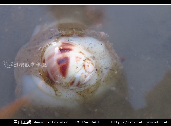 黑田玉螺 Mammila kurodai_02.jpg