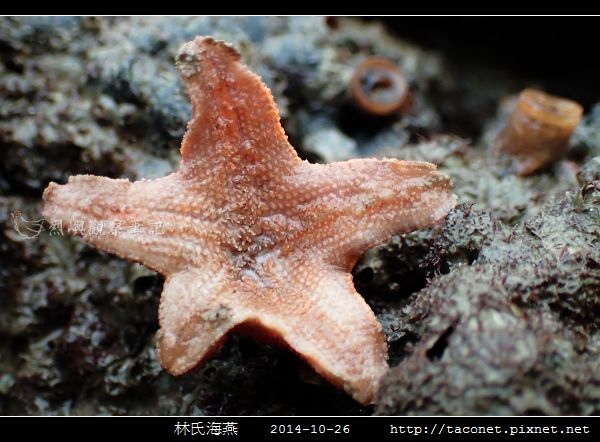 林氏海燕 Asterina limboonkengi_15.jpg