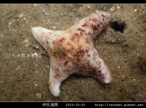 林氏海燕 Asterina limboonkengi_12.jpg