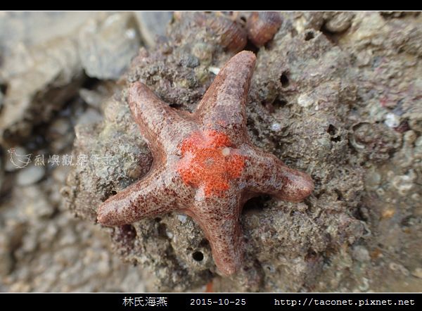 林氏海燕 Asterina limboonkengi_11.jpg