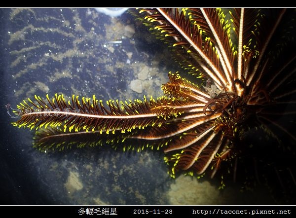 多輻毛細星 Capillaster multiradiatus__05.jpg