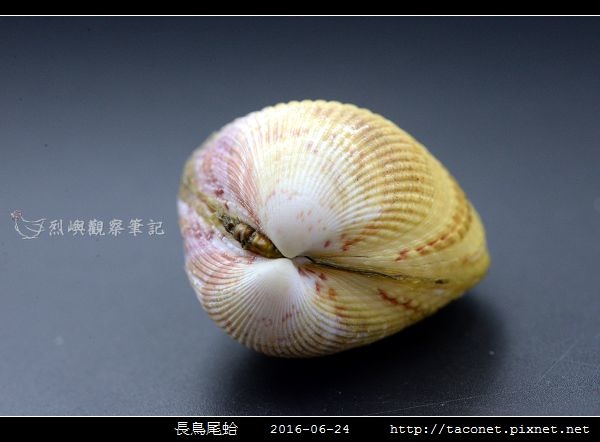 長鳥尾蛤 Vasticardium elongatum_06.jpg