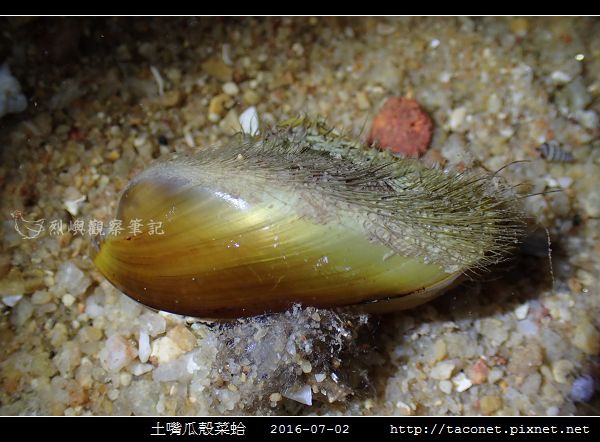 土嘴瓜殼菜蛤 Modiolus metcalfei_07.jpg
