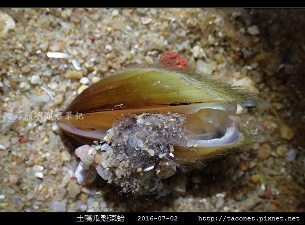 土嘴瓜殼菜蛤 Modiolus metcalfei_06.jpg