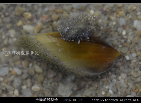 土嘴瓜殼菜蛤 Modiolus metcalfei_02.jpg