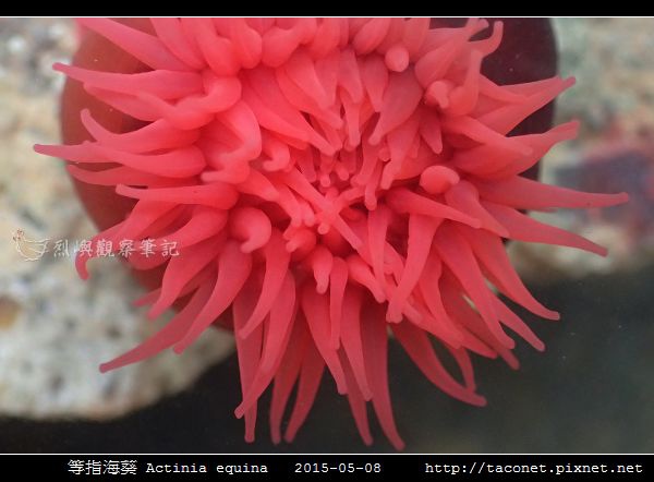 等指海葵 Actinia equina_04.jpg