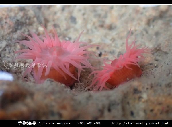 等指海葵 Actinia equina_11.jpg