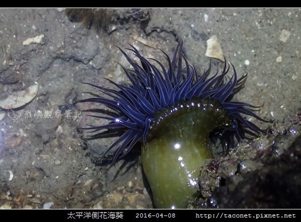 太平洋側花海葵 Anthopleura pacifica_08.jpg