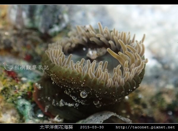 太平洋側花海葵 Anthopleura pacifica_07.jpg