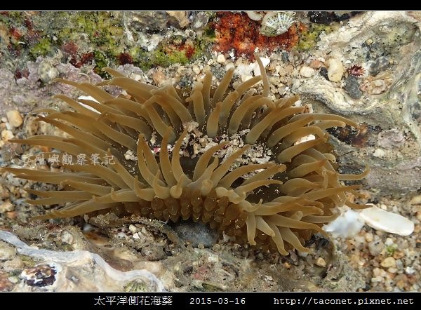 太平洋側花海葵 Anthopleura pacifica_05.jpg
